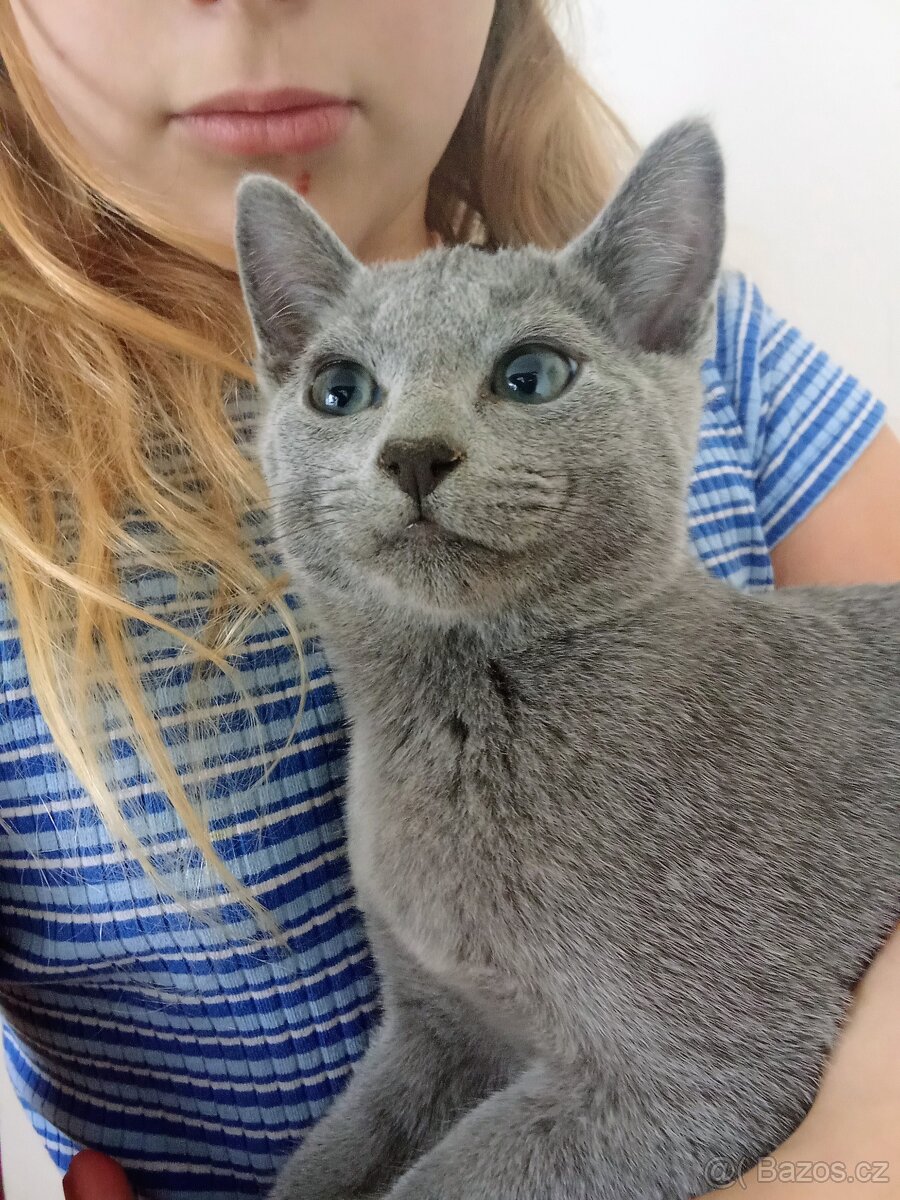 Ruská modrá kočka - 4