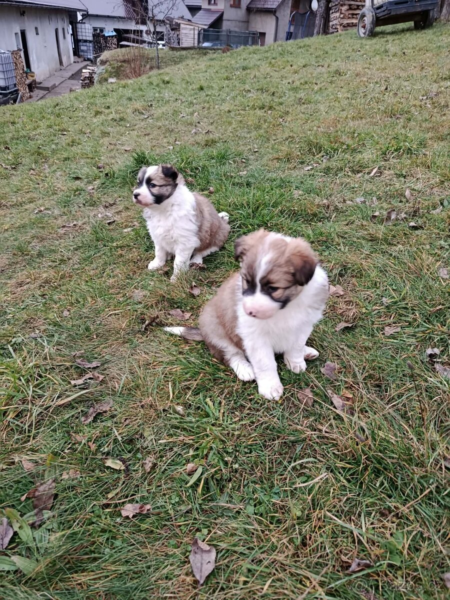 Štěně border kolie - 4