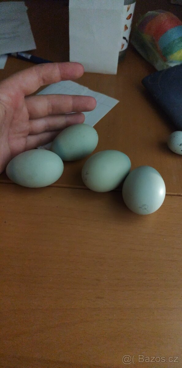 Kuřátka barevná vajíčka - 4