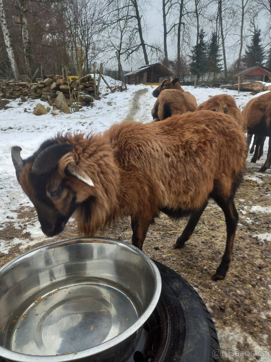 Kamerunské ovce - 4