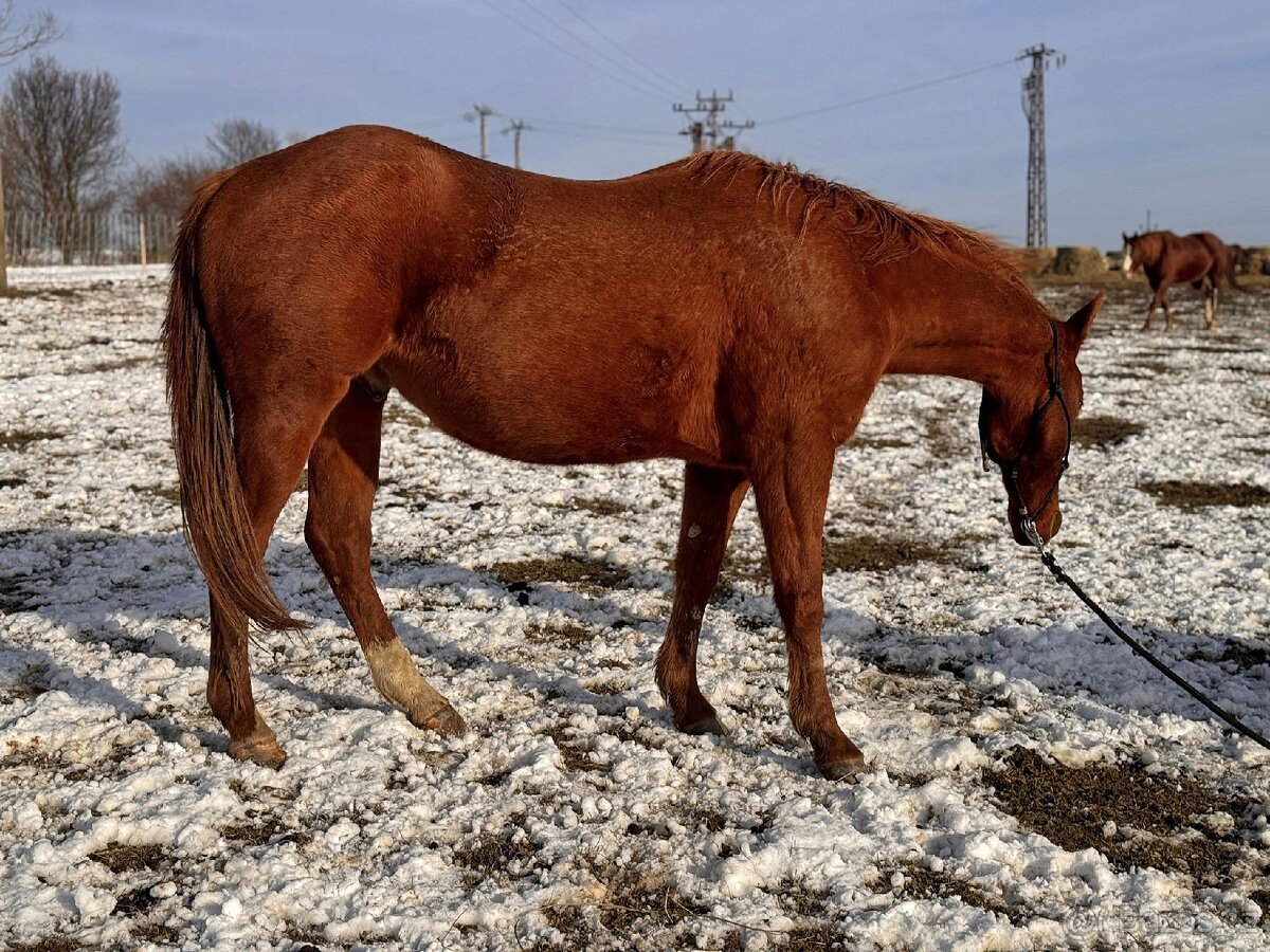 Qh valach po AP Royal Bar - 4