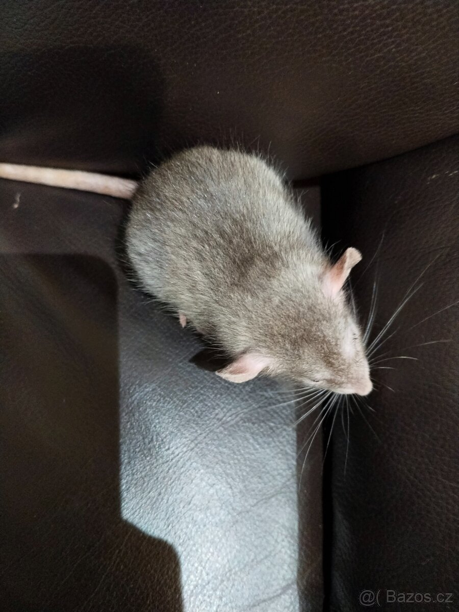 Potkan,potkánek - 4