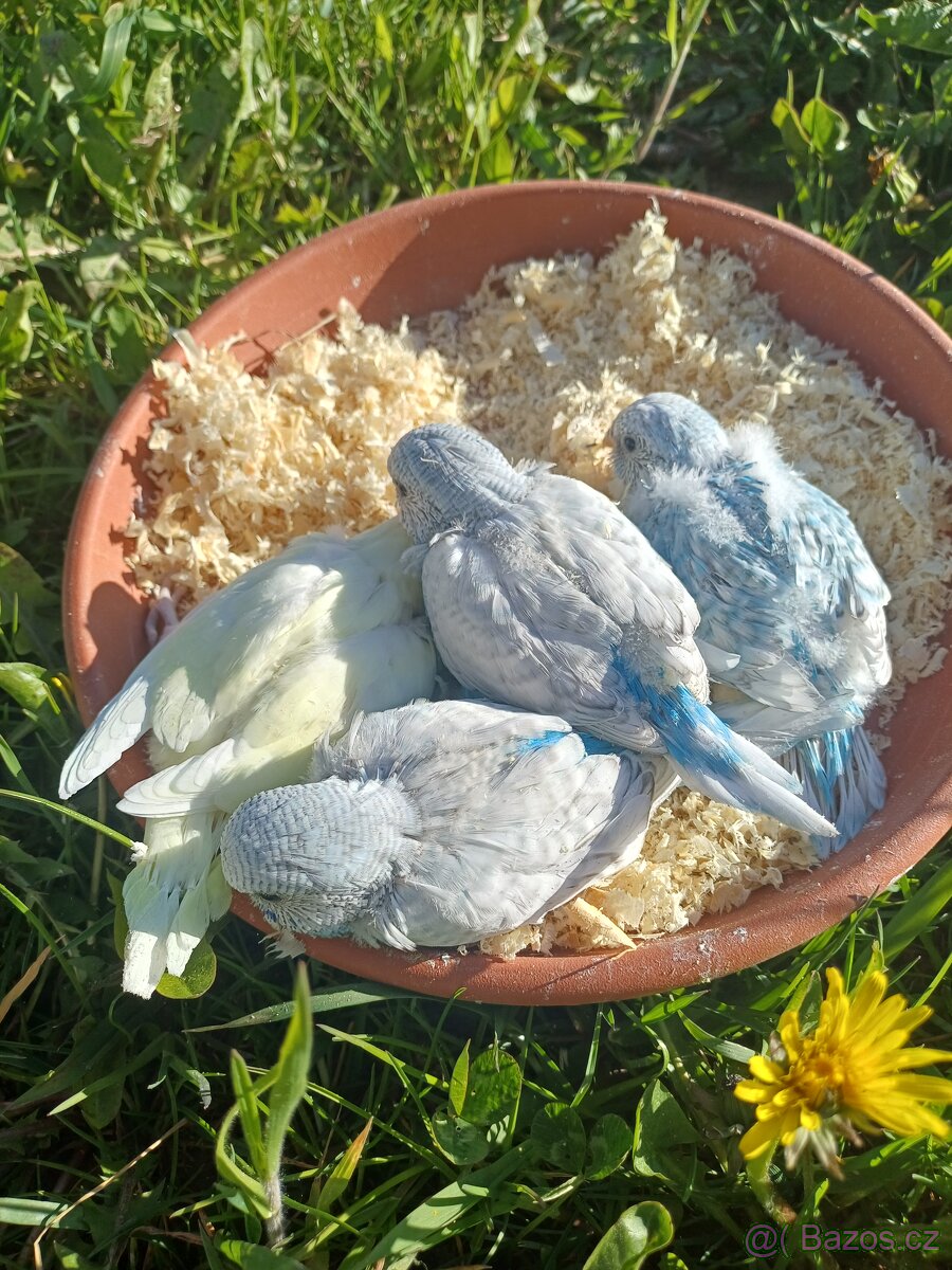Mláďata andulek - 4