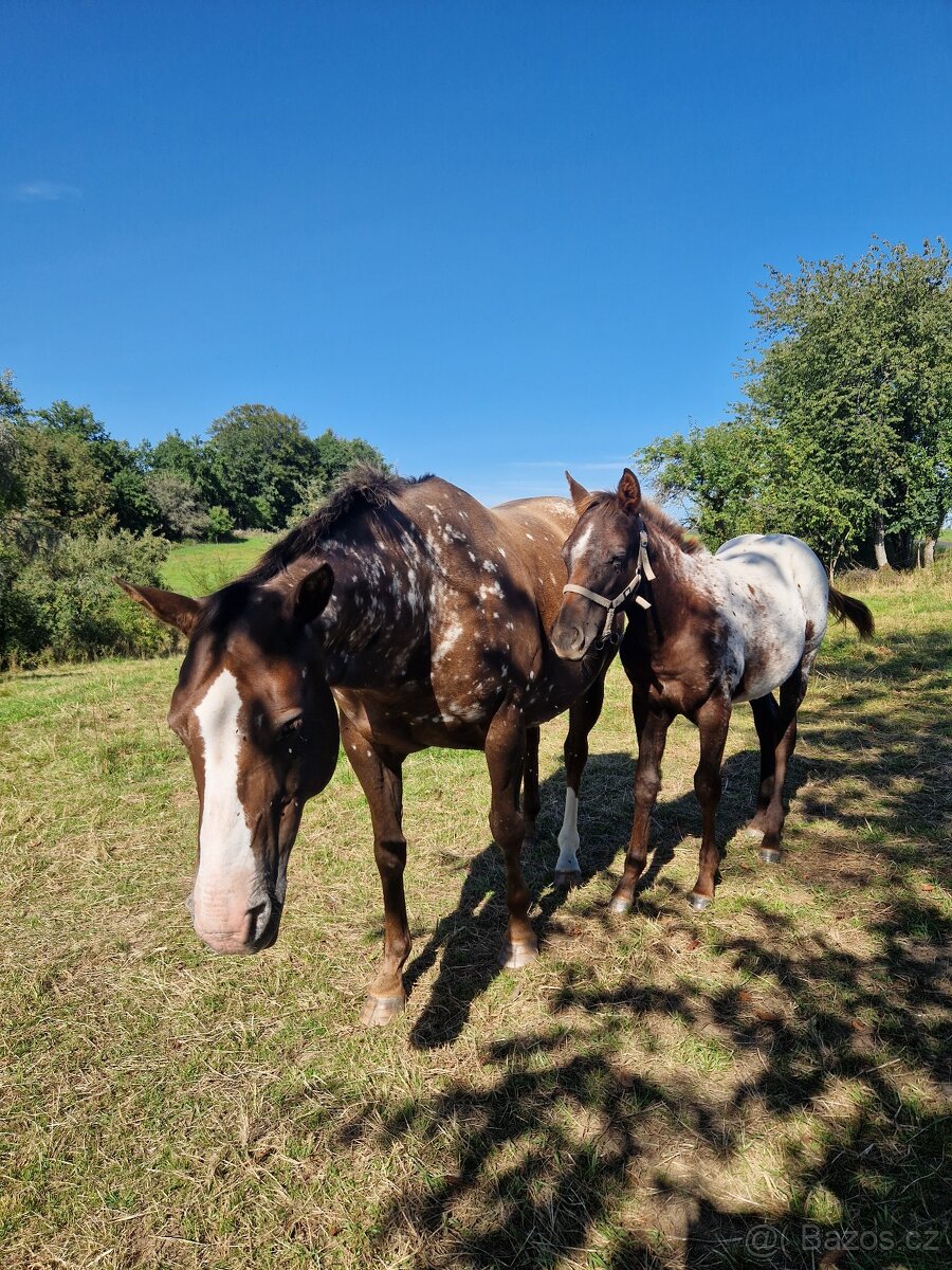 Appaloosa klisnička - 4