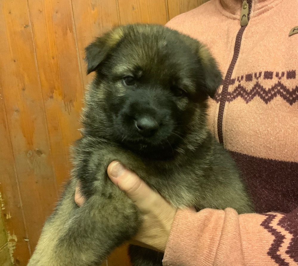 Německý ovčák - štěňata s PP - 4