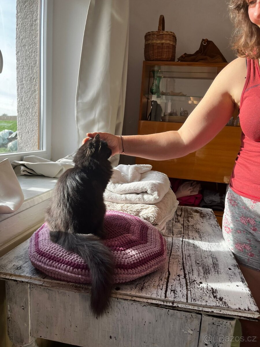 Dlouhosrstá koťata - 4