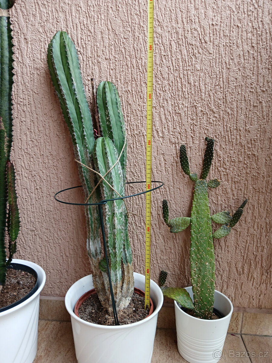 3 hodně velké kaktusy - 4