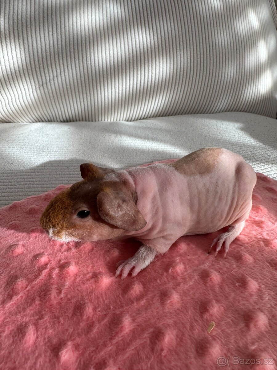 Skinny morče - samičky s PP - 4