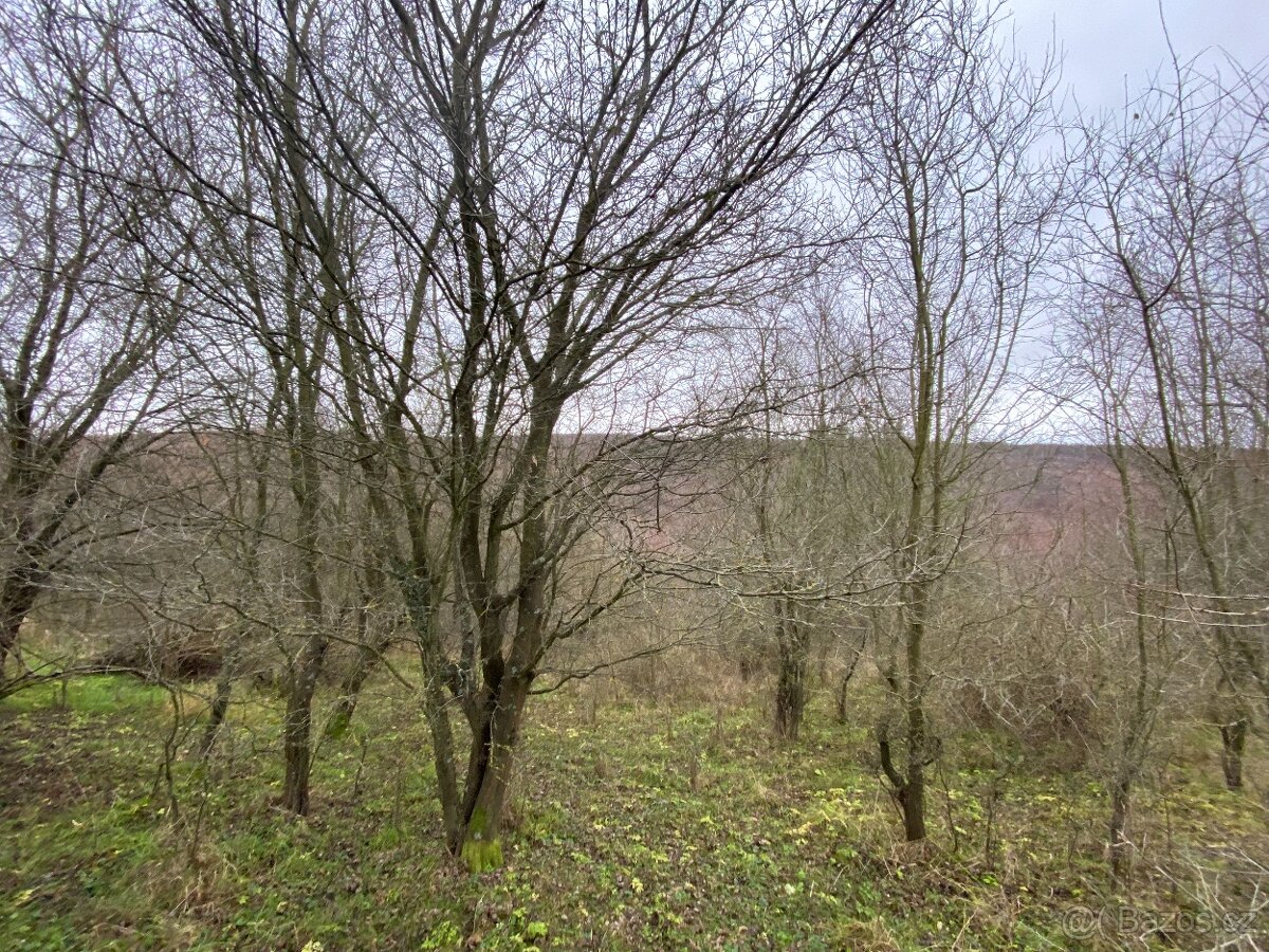 Lesní pozemek Šarovy - 4