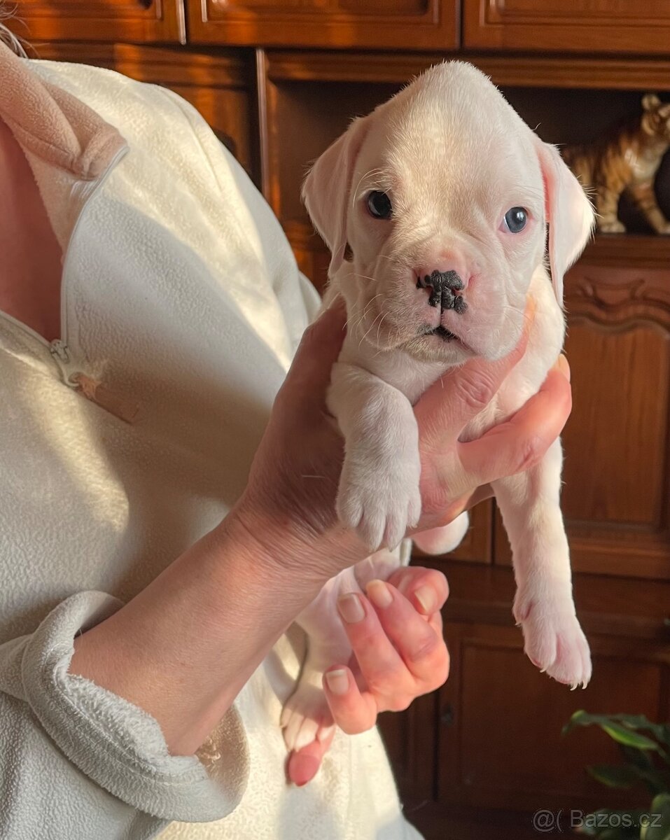 Boxer - 4