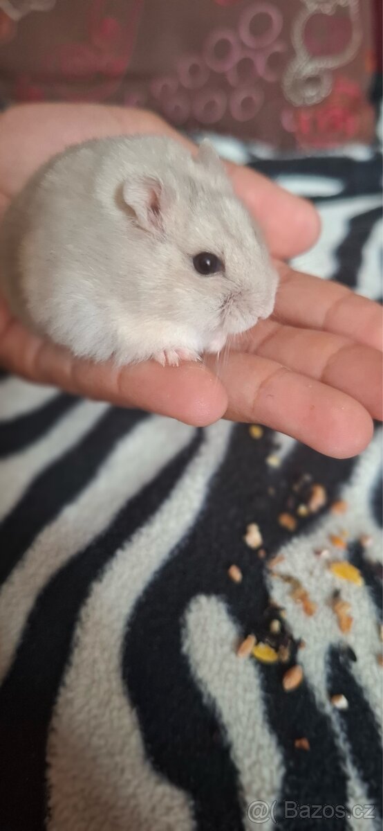 Křeček džungarský - 4