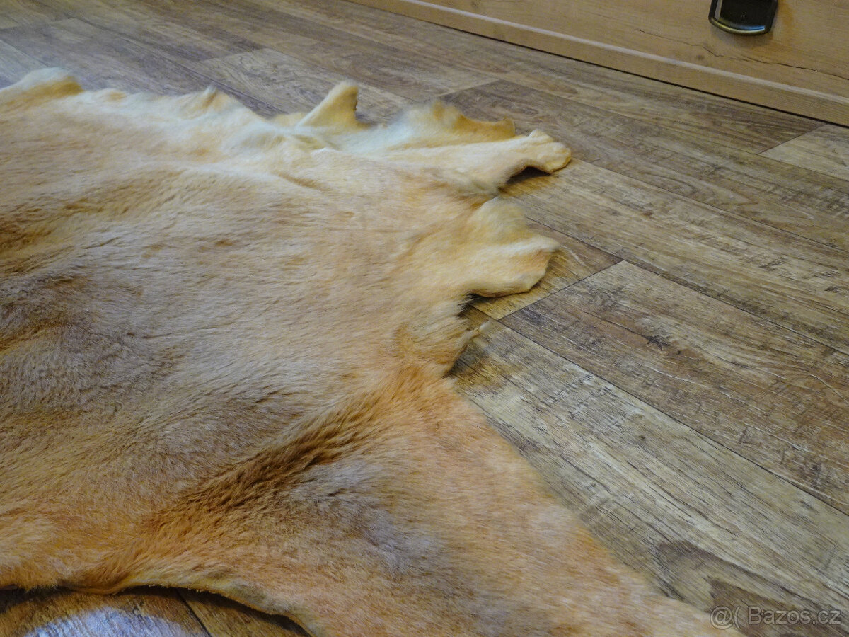 DEKORATIVNÍ LUXUSNÍ PRAVÁ KOŽEŠINA KLOKAN - AUSTRÁLIE - 4