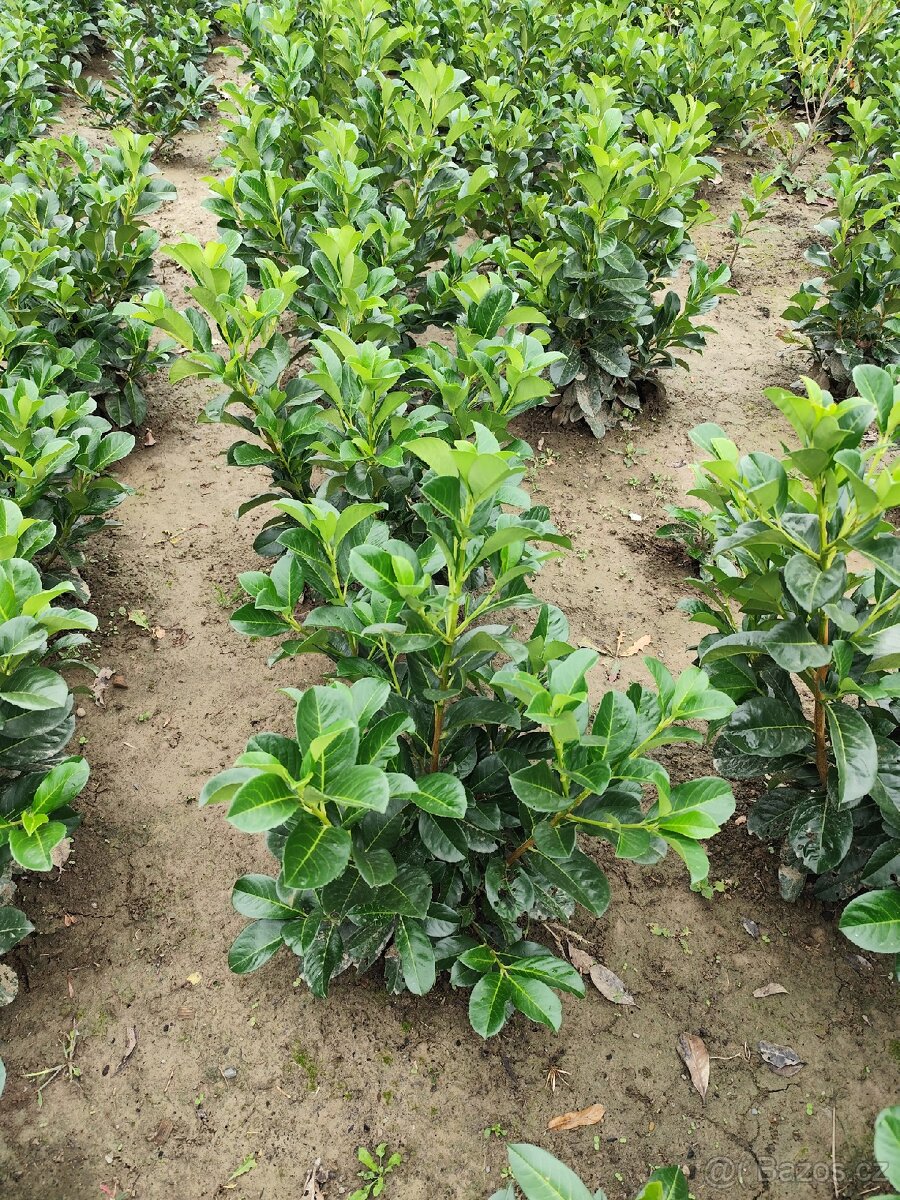 Bobkovisen novita - 4