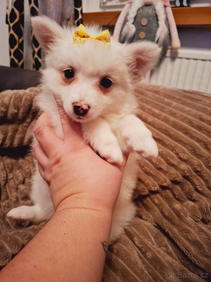 Stěně Špic / Pomeranien - 4