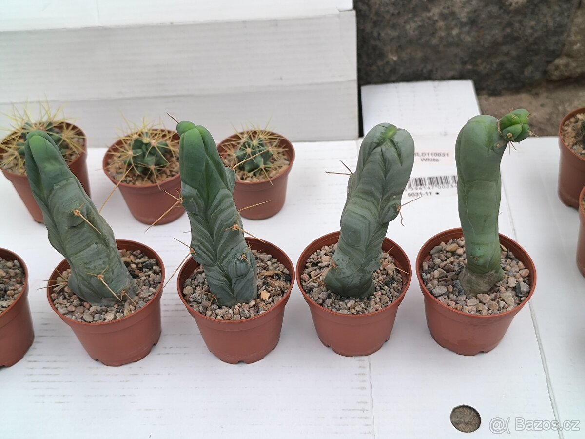 Kaktusy - 4