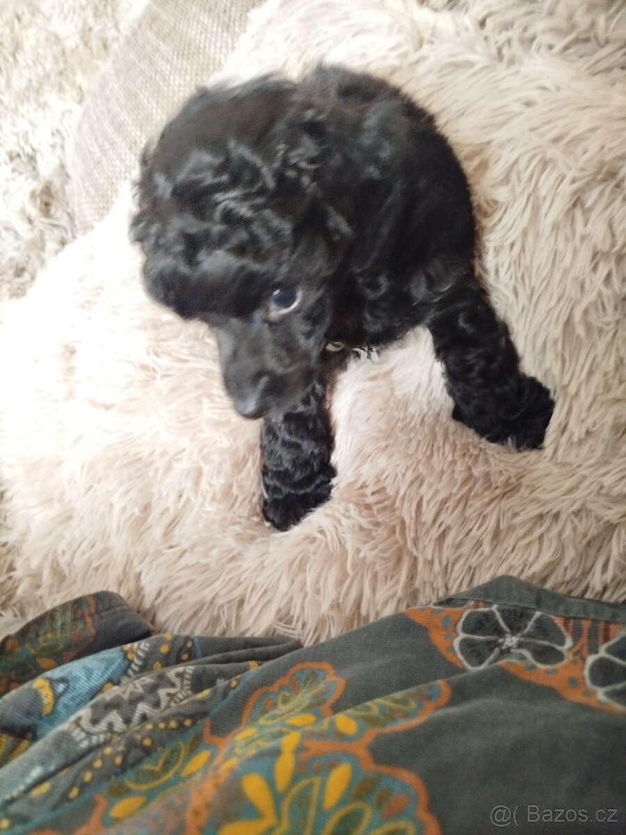 Pudl Pudlík toy - 4