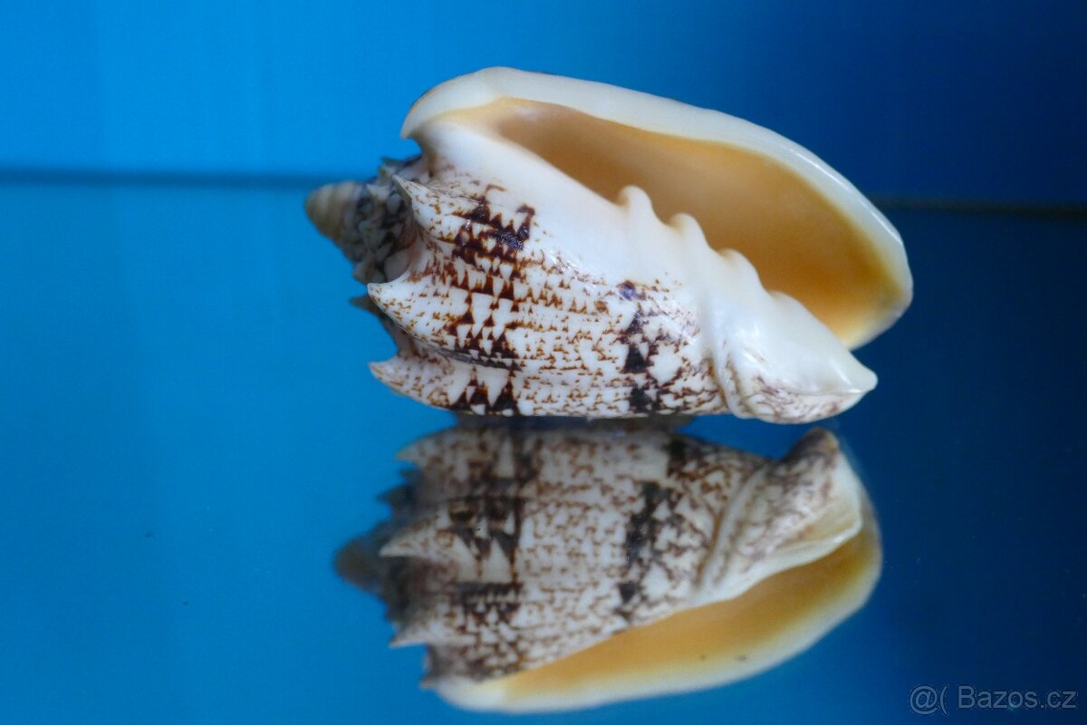 Cymbiola chrysostoma 2 XXL - 4