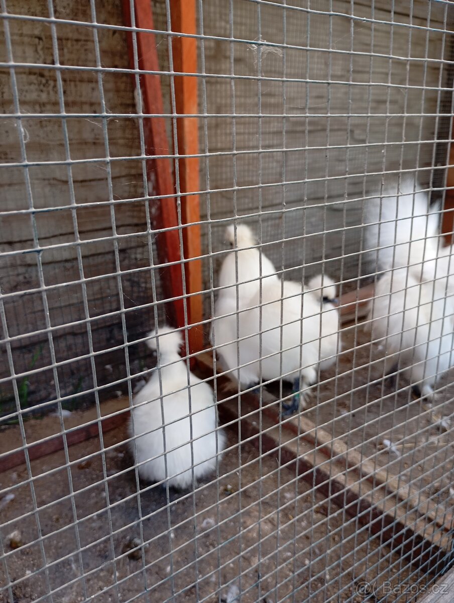 Hedvabničky zdrobnělé a Velké Hedvábničky - 4