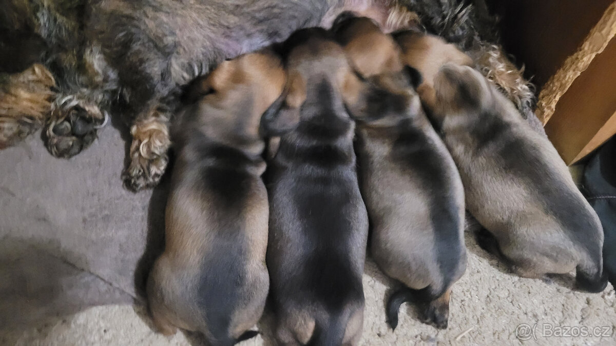 Jezevčík drsnosrstý standard s PP - 4