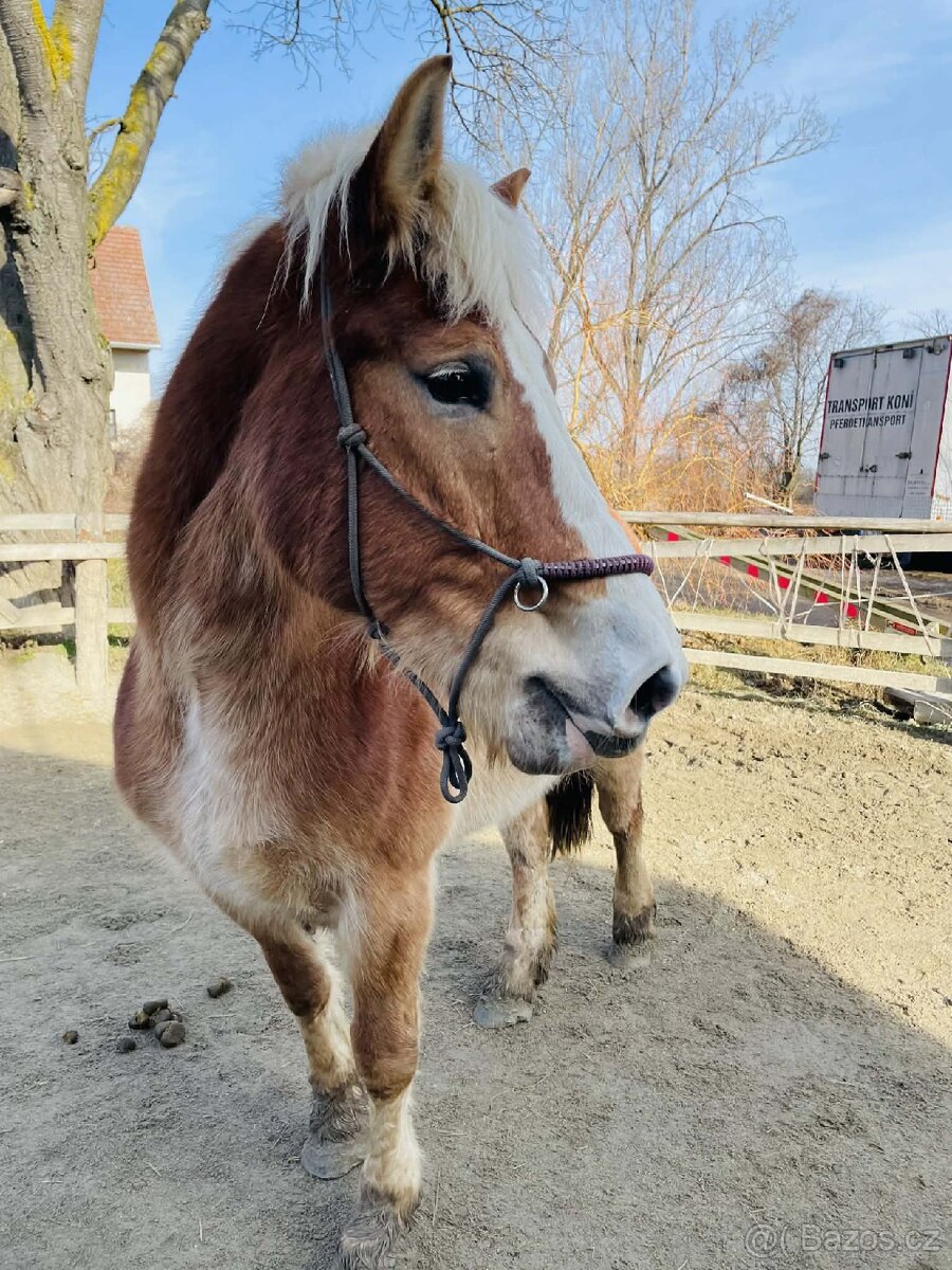 9 letá klisna ČMB - 4