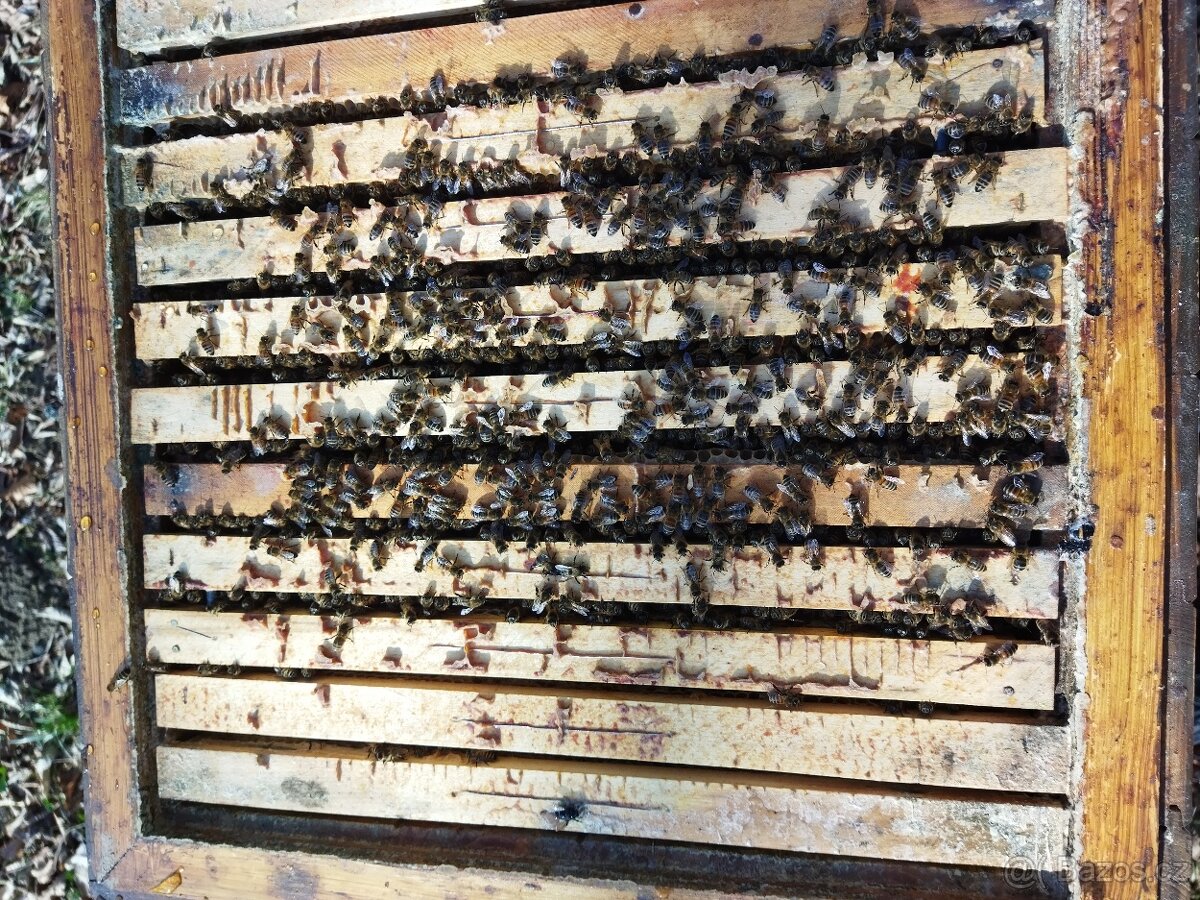 Vyzimovaná včelstva - 4