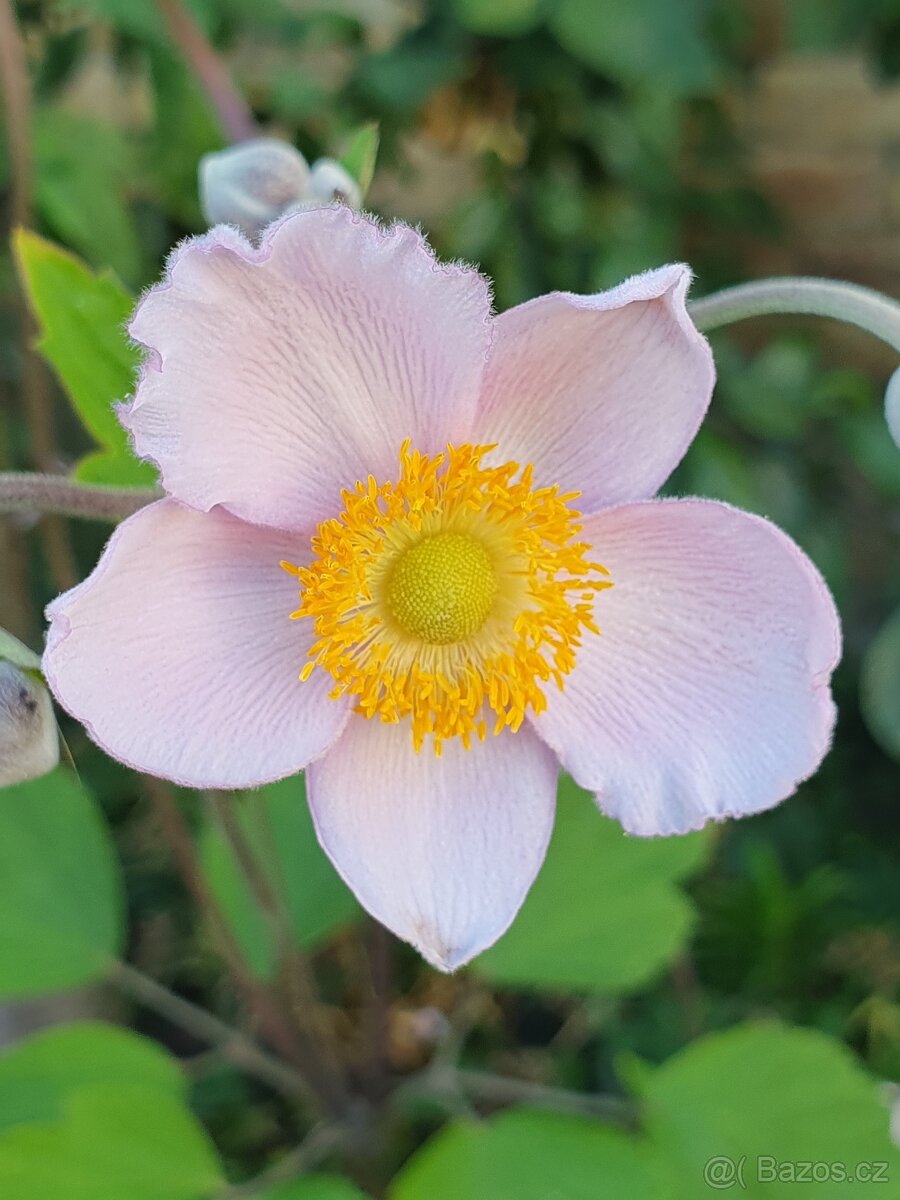 Sasanka plstnatá - 4