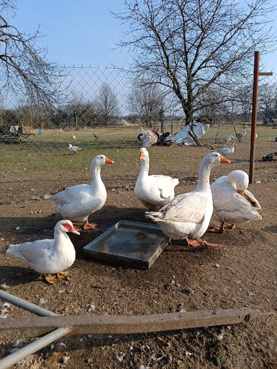 Krůťata, housata - 4