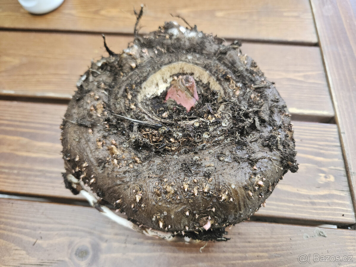 Prodam hlízy Zmijovce různé velikosti - 4