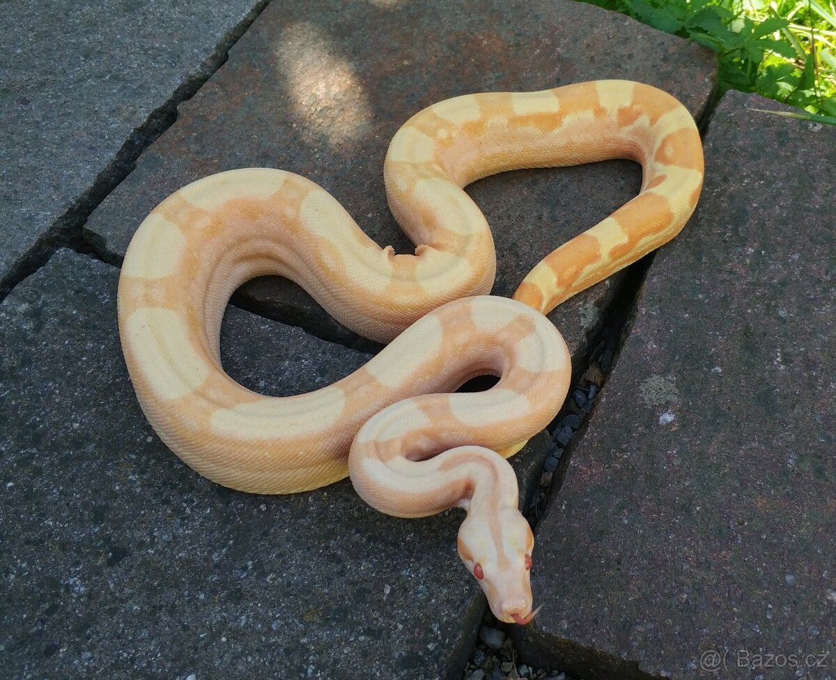 Boa imperator - Hypo Arabesque Keltic het Sharp Albino - 4