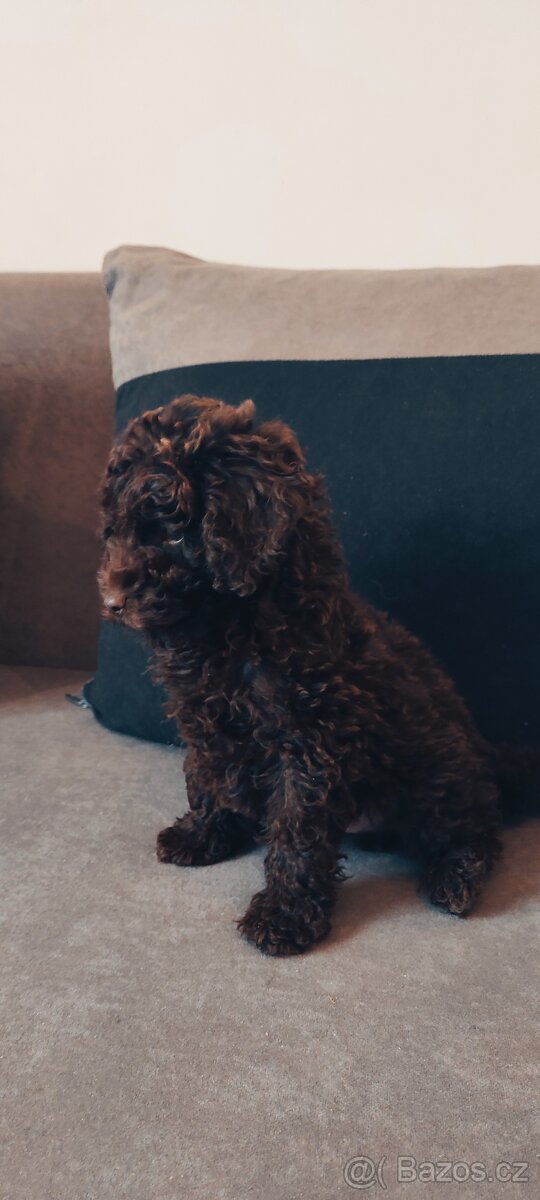 Pudl trpasličí čoko fenka s pp - 4