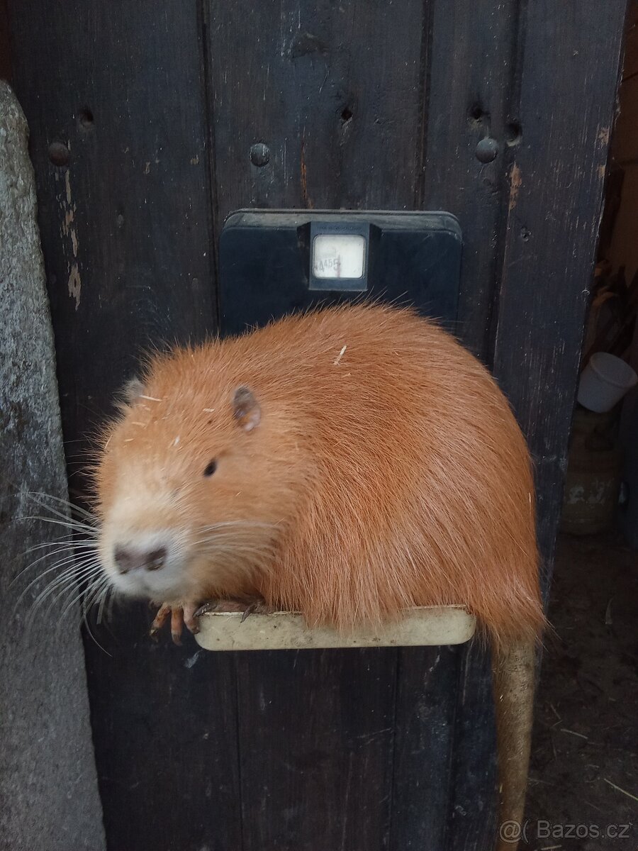 Nutrie samci a samice - 4