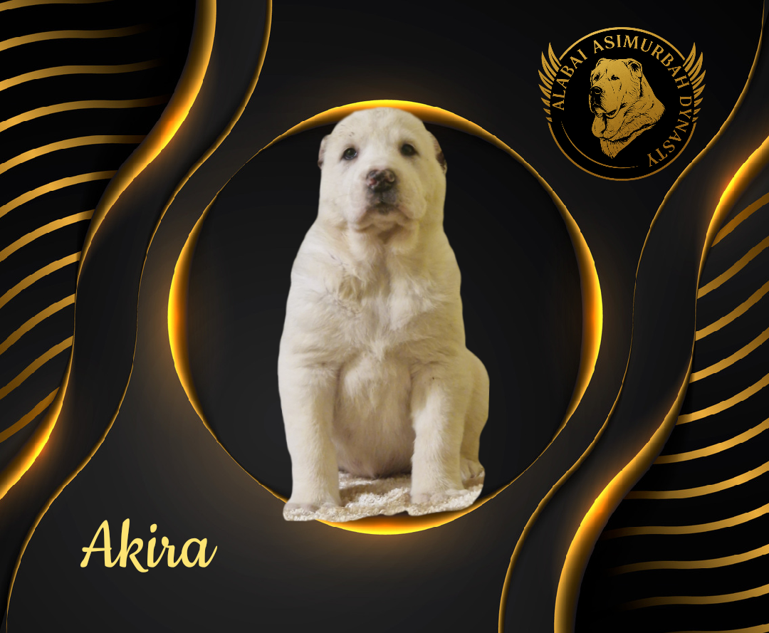 Stredoásijský pastevecký ovčiak s PP - 4