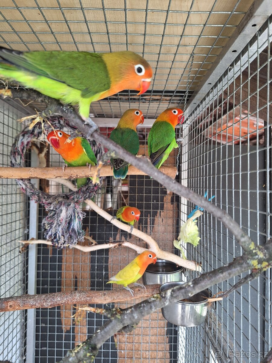 Agapornis Fischeri - 4