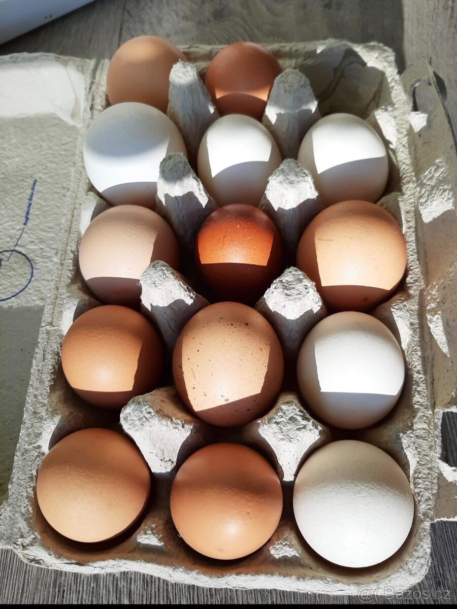 vajíčka od ,slepiček ze zahrady z Berouna - 4