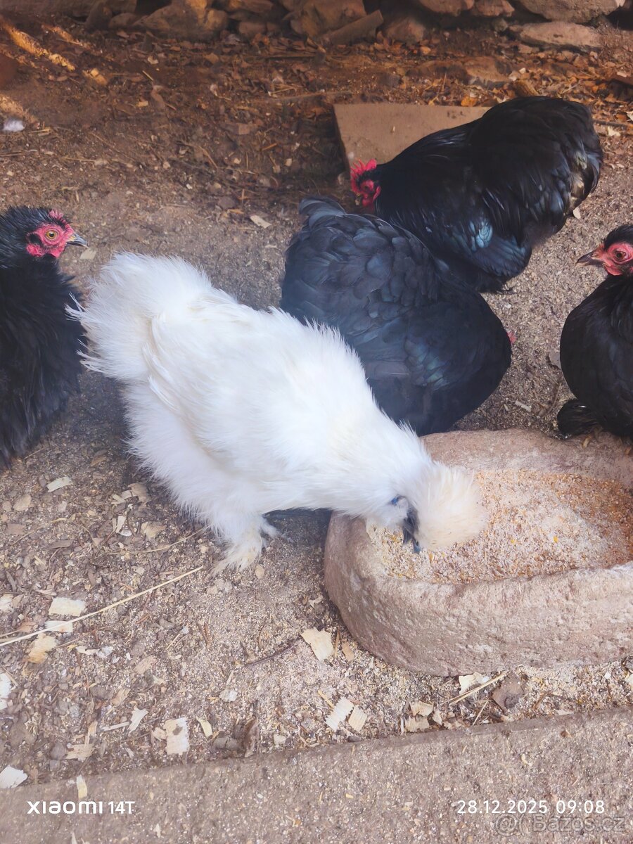 Hedvabnicka velká EU s vousem bílá - 4