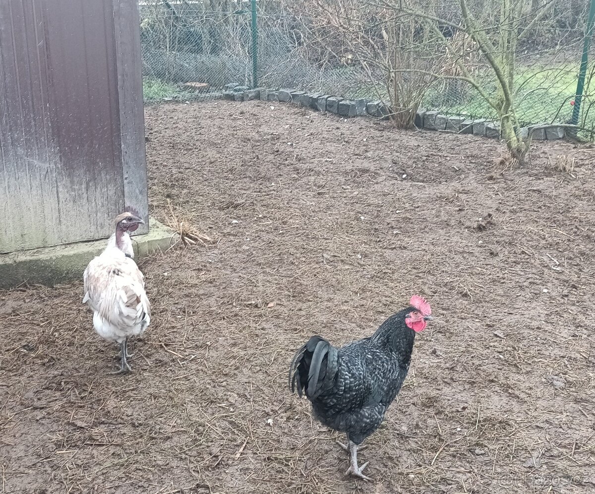 Barevní kohouti - 4