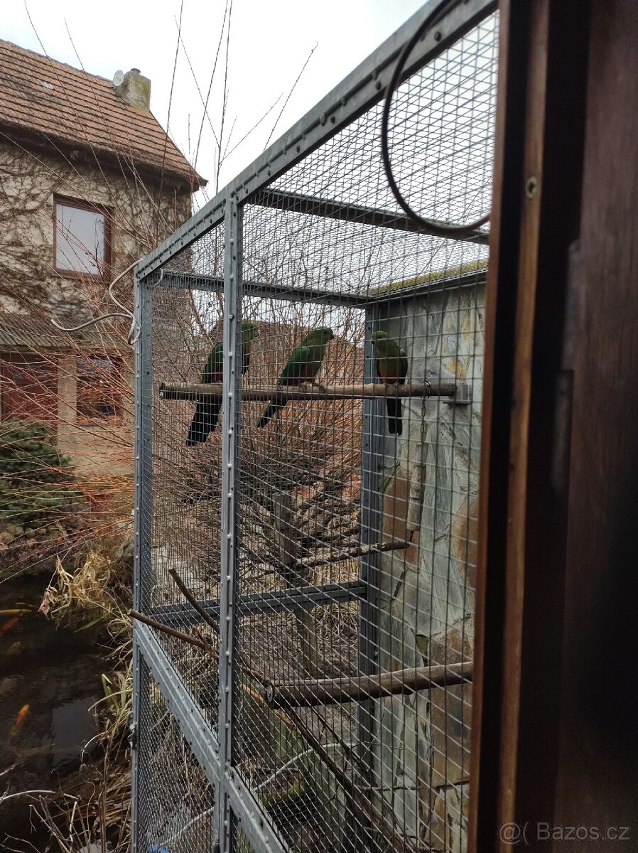 Papoušek královský - 4