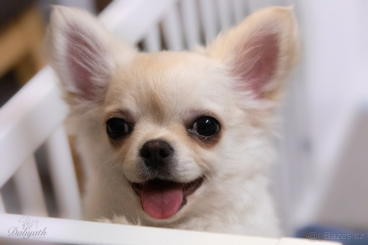 Čivava dlouhosrstá s PP - 4