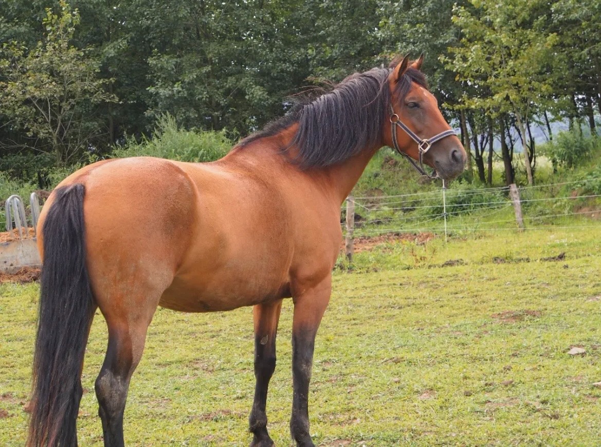 kobyla ČT/hucul - 4