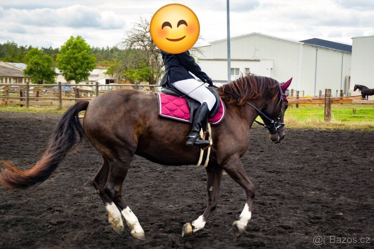 Hledám jezdce pro kobylku v okolí Brna - 4