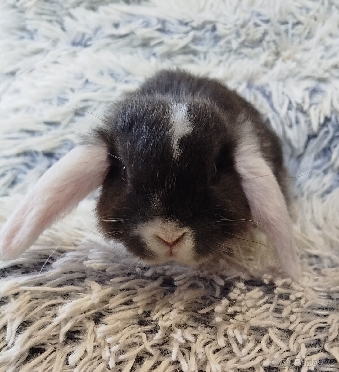 Minilop - anglický zakrslý beránek s VP - 4