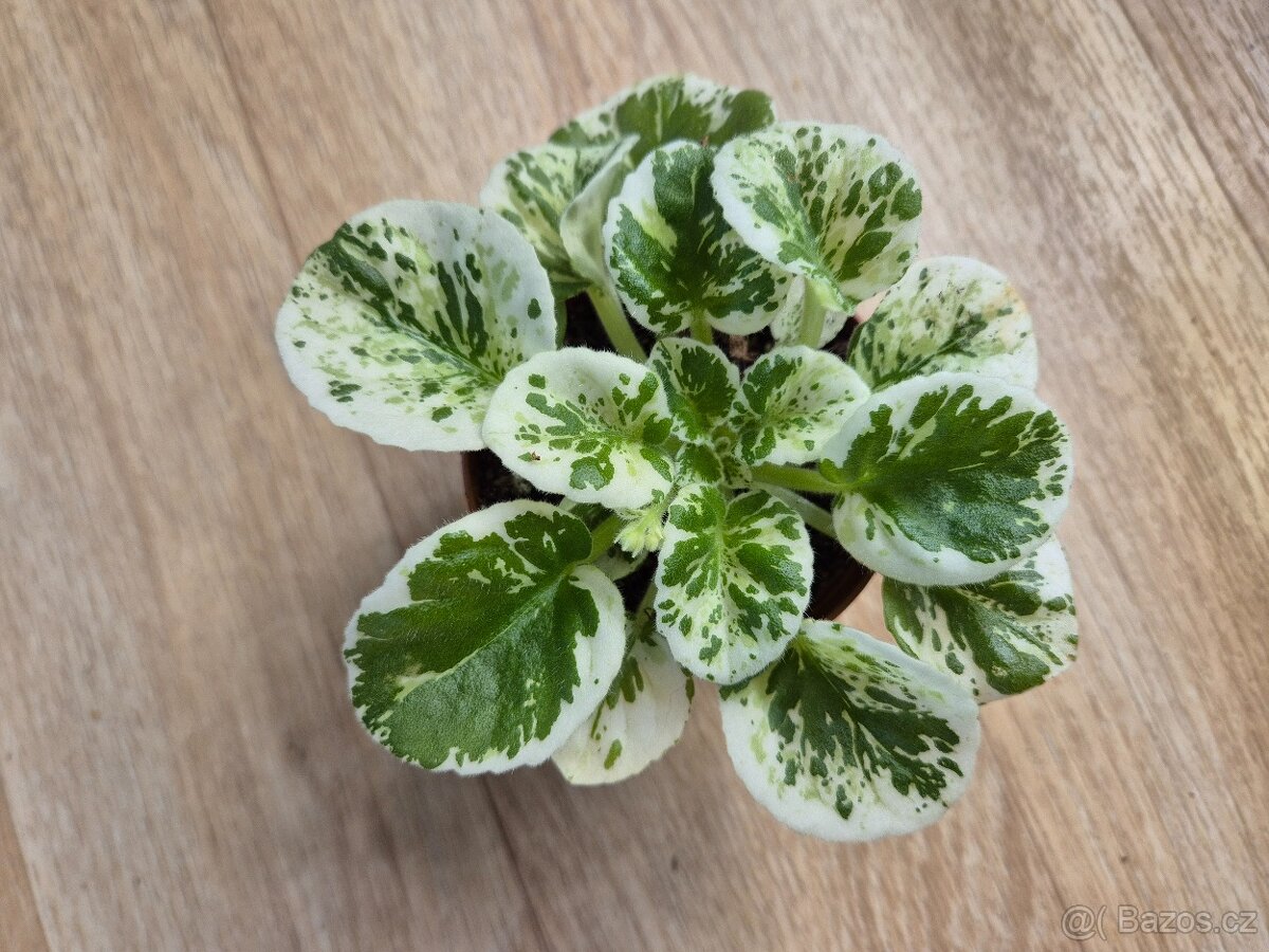 Africké fialky - Saintpaulia - 4