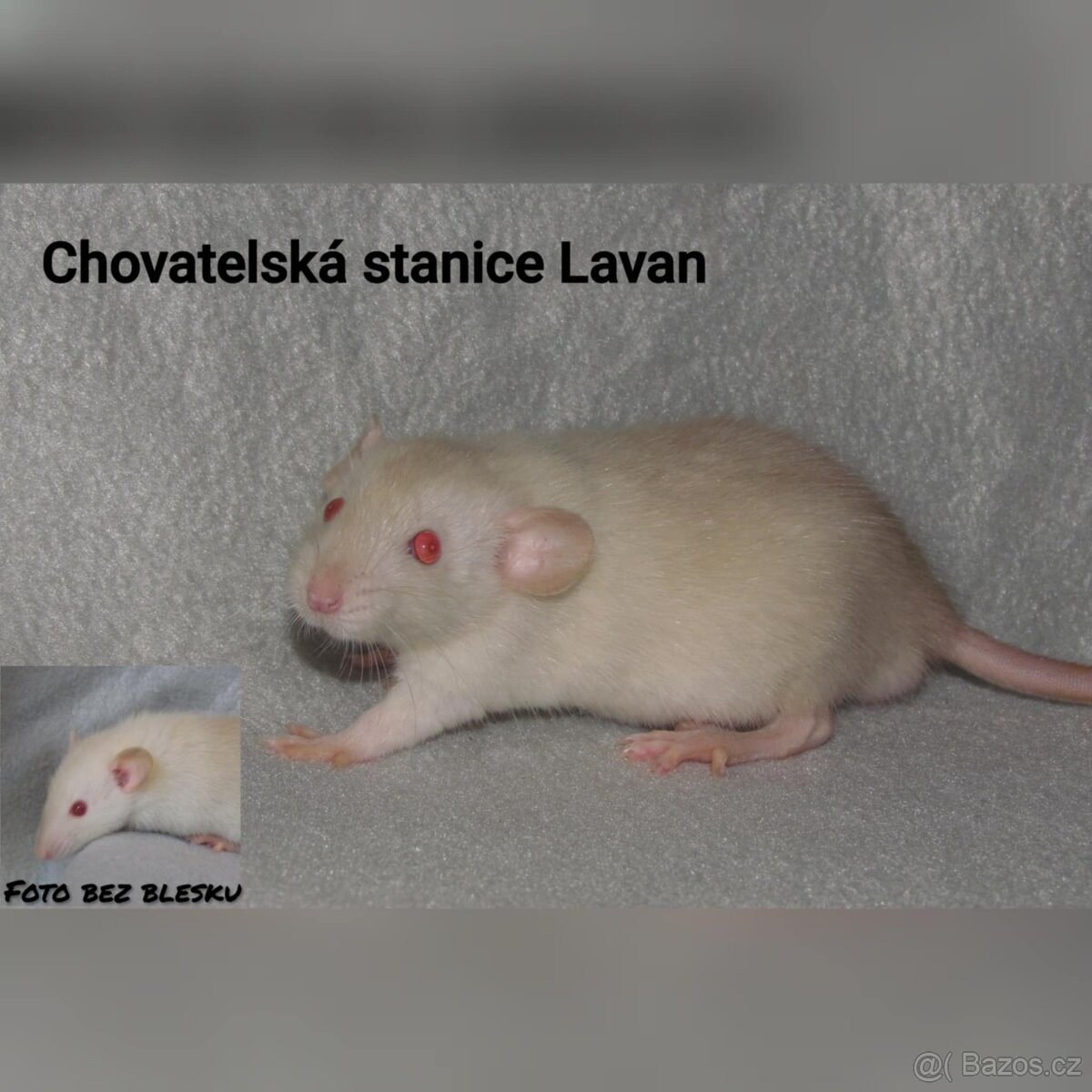 Potkaní kluci s rodokmenem - 4