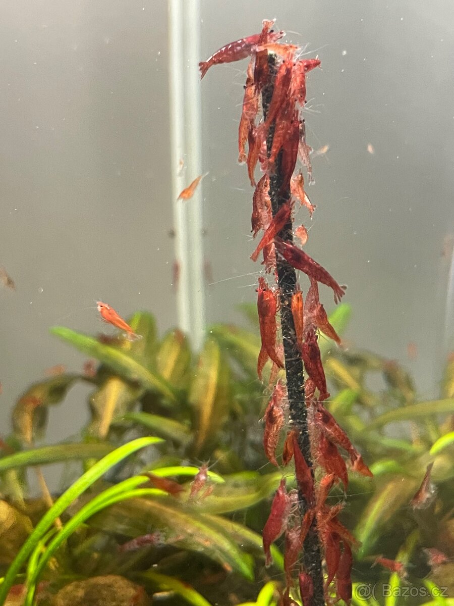 Krevetky červené Red Cherry - 4