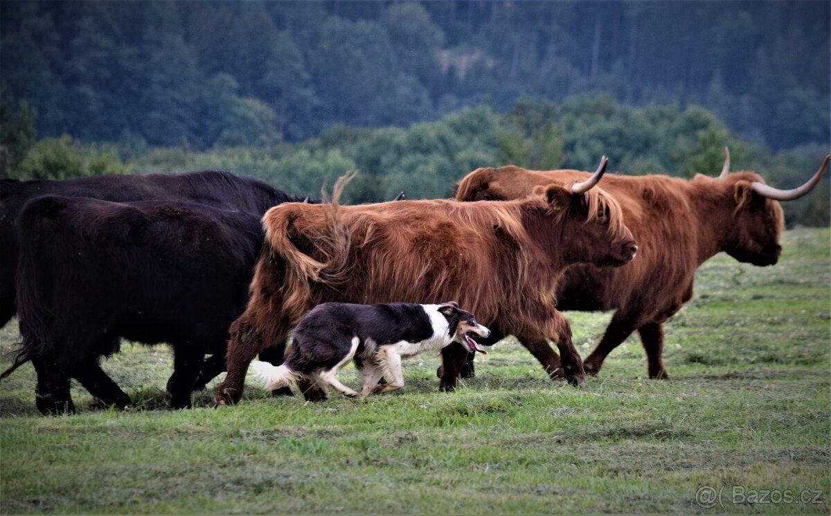 štěnatka border kolie - 4