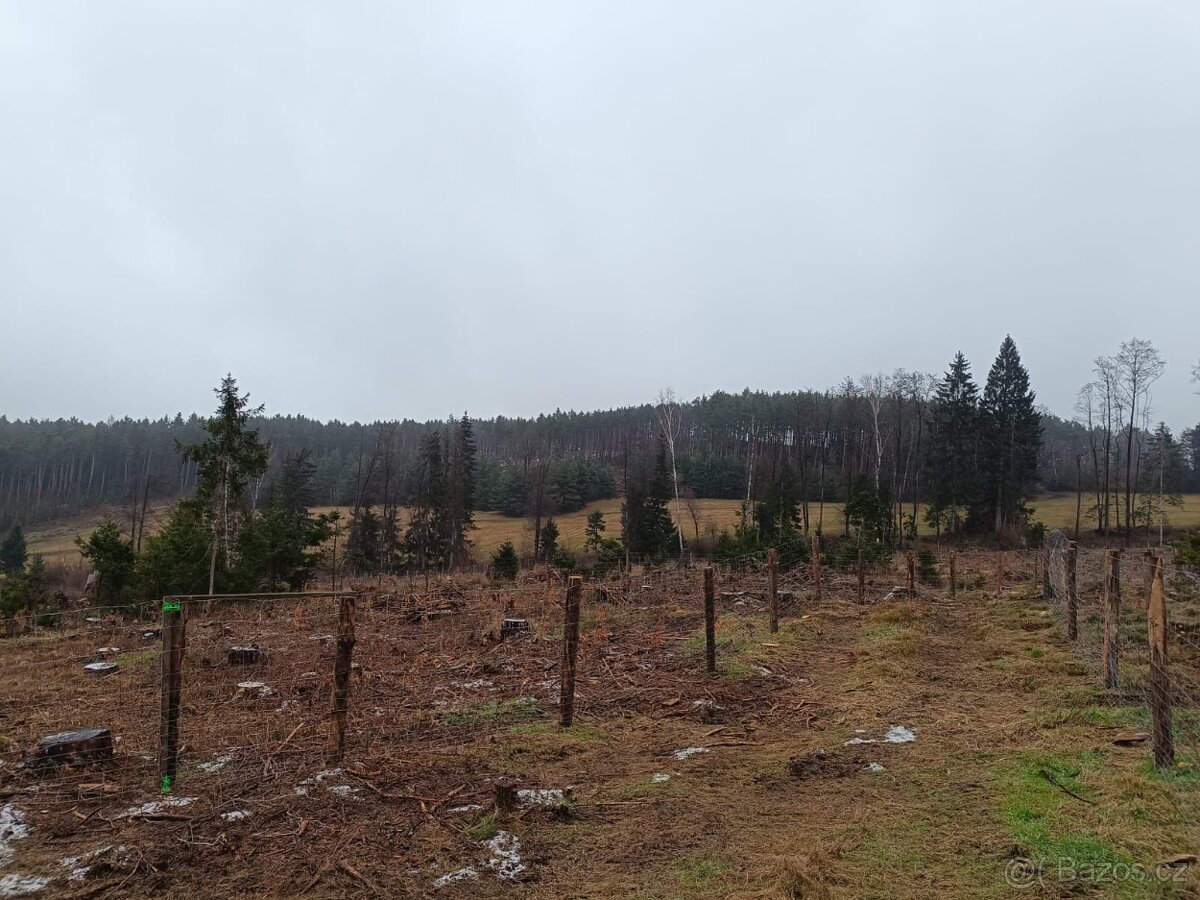 Prodej lesa na Šumavě - 4