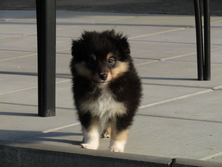 Sheltie/šeltie s PP - 4