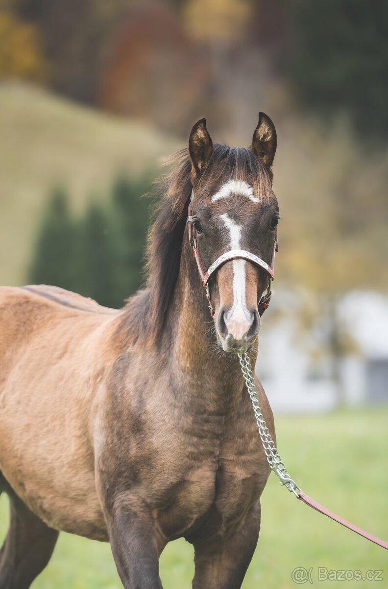 Quarter horse žrebec - 4