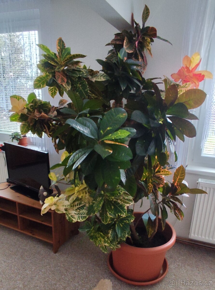 KROTON - pokojová rostlina - 4