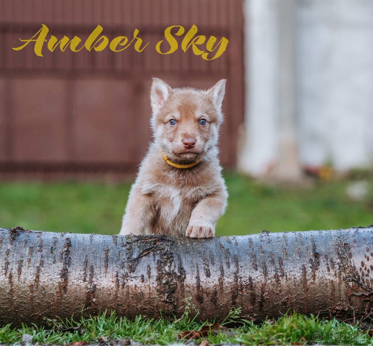 Saarloosův vlčák - štěňata na prodej - 4